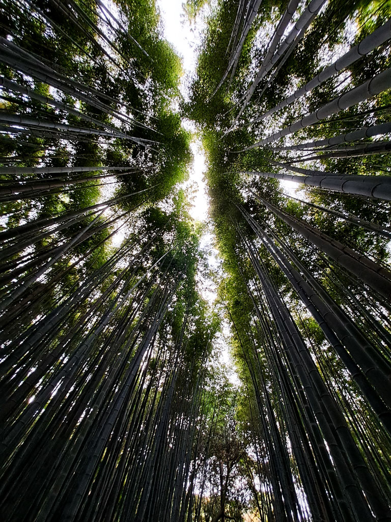 Babboo Grove Atmospherics